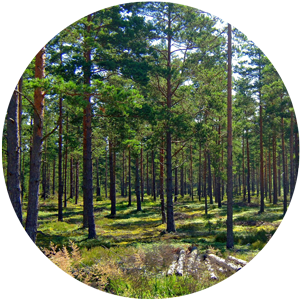 Качель беседка RUZO Качель из скандинавской сосны